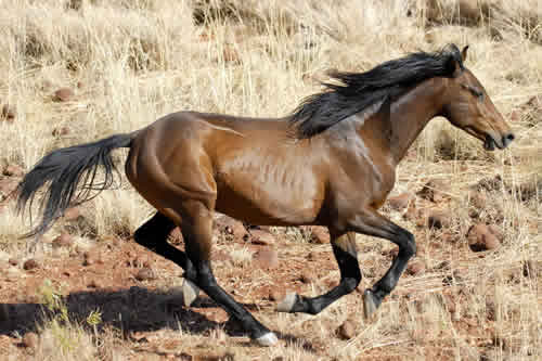 BRUMBY AUSTRALIAN